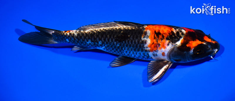7.75" KIN SHOWA