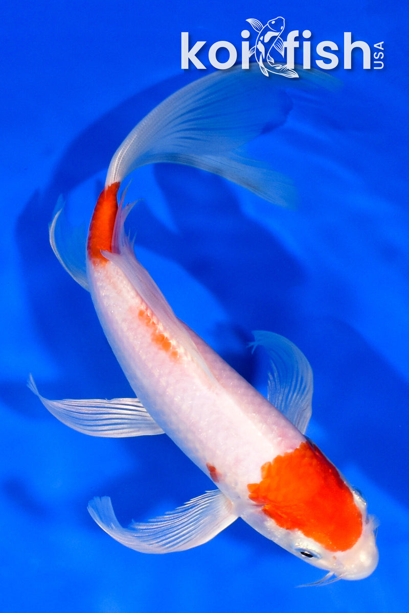 8.25" HARIWAKE BUTTERFLY
