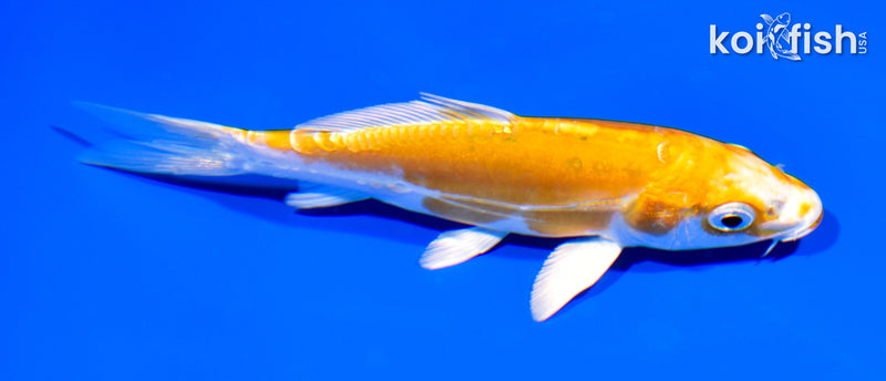 5.25" DOITSU LEMON HARIWAKE