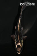 4.25" GINGA