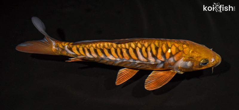 11.5" ARAGOKE OCHIBA SHIGURE