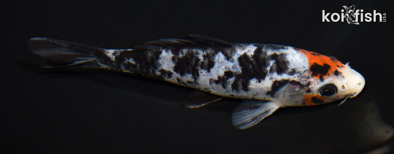 5.75" ARAGOKE SANKE
