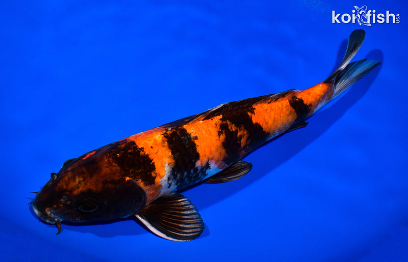 12.5" KIN HI SHOWA