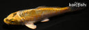 3.5" KUJAKU