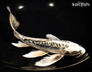 9.5" KIKOKURYU BUTTERFLY