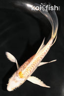 4.75" DOITSU LEMON HARIWAKE BUTTERFLY