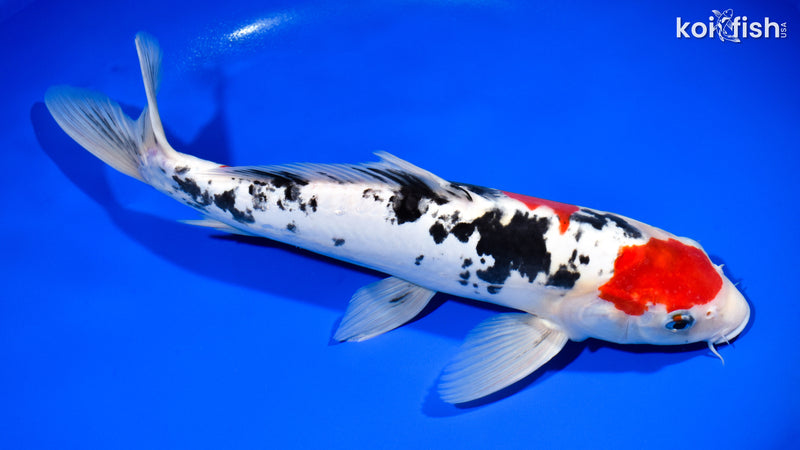 13.75" DOITSU SANKE