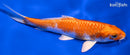 6" HARIWAKE