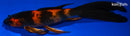 8.5" KIN HI UTSURI BUTTERFLY