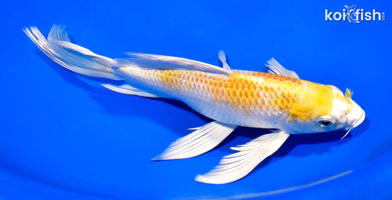 9" LEMON HARIWAKE BUTTERFLY