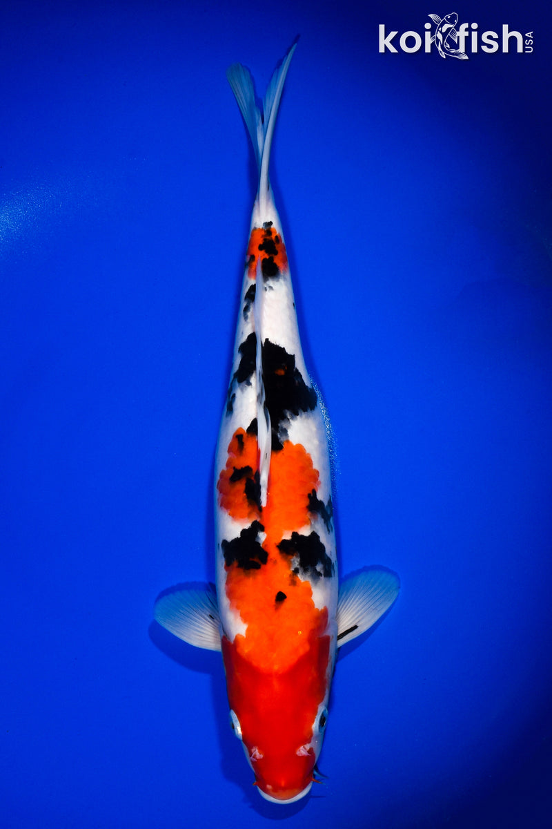 13.75" SANKE