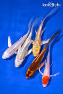 PACK OF (5) 4-5" BUTTERFLY KOI