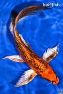 10" BENI KIKOKURYU BUTTERFLY