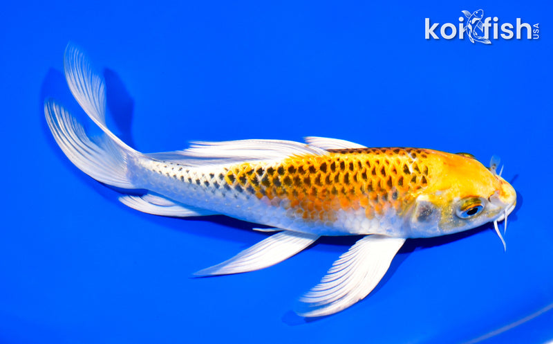 8" KUJAKU BUTTERFLY
