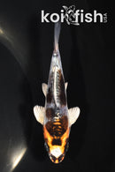 4.25" BENI KIKOKURYU