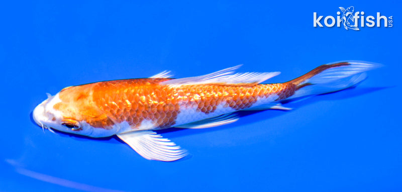 5.5" GINRIN HARIWAKE BUTTERFLY