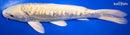 6.75" GINRIN DOITSU YAMABUKI OGON