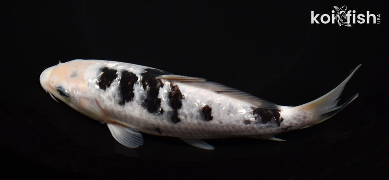7.25" GINRIN SHIRO BEKKO