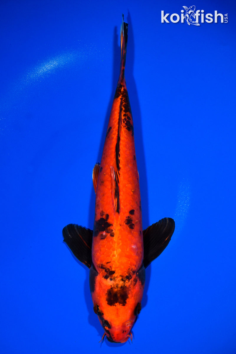 13.25" HI UTSURI