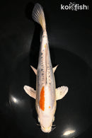 9.25" DOITSU KUJAKU