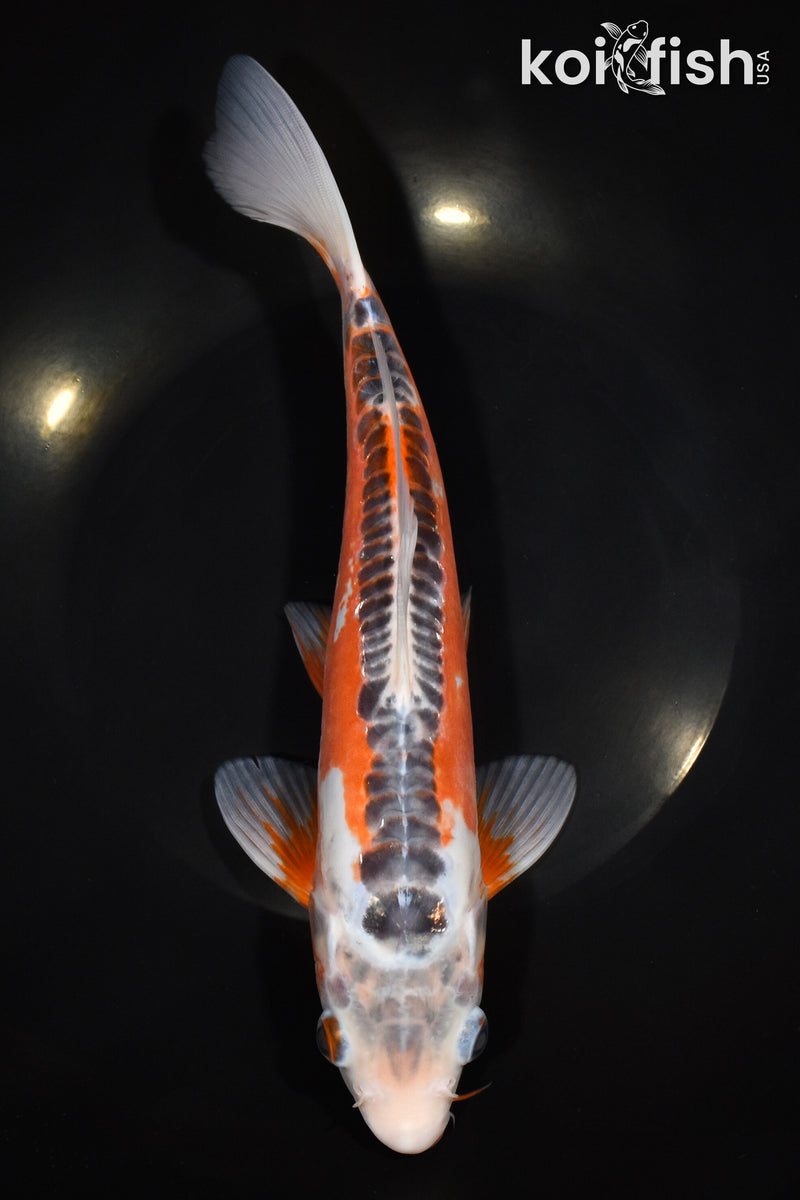 10.5" HI SHUSUI
