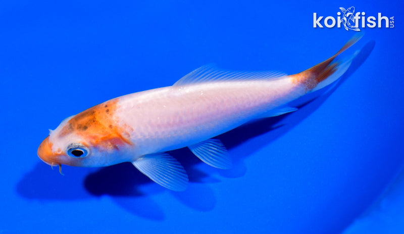 4.75" KOHAKU