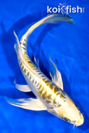 10.75" KIN KIKOKURYU BUTTERFLY
