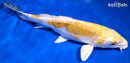 9.75" KIN KIKOKURYU