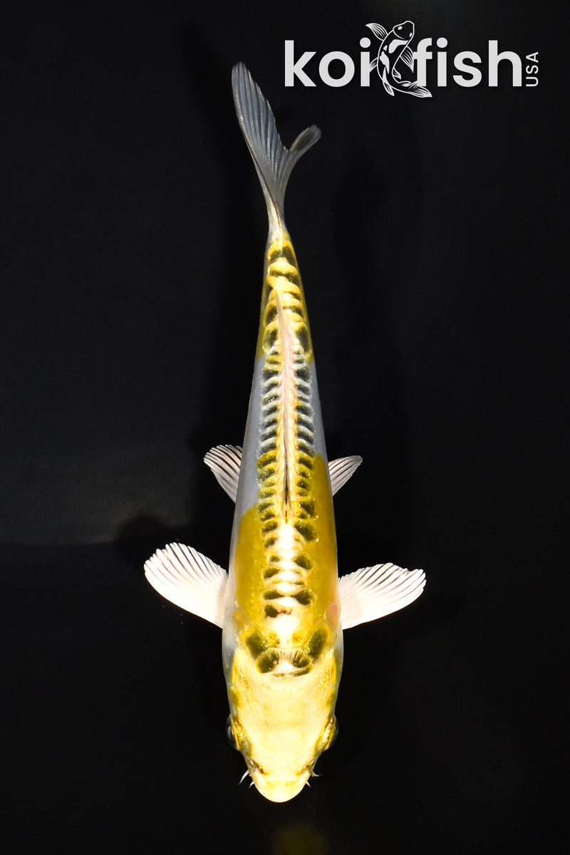 6.25" DOITSU KUJAKU