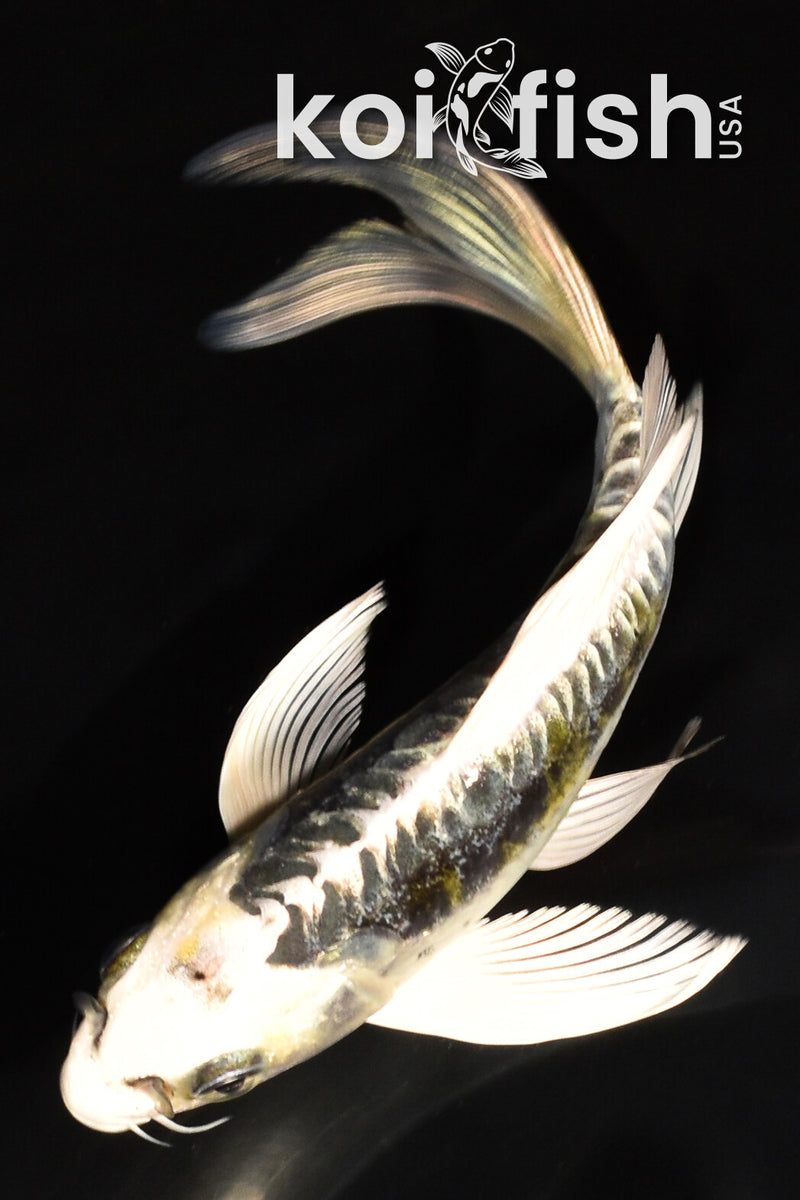 5.75" KIN KIKOKURYU BUTTERFLY