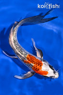 7.5" GINRIN KUJAKU BUTTERFLY