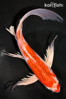 10.5" KUJAKU BUTTERFLY