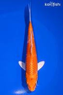 6" HARIWAKE