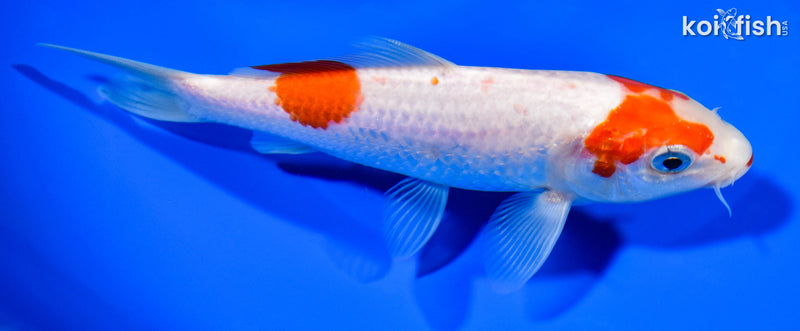 6.25" KOHAKU