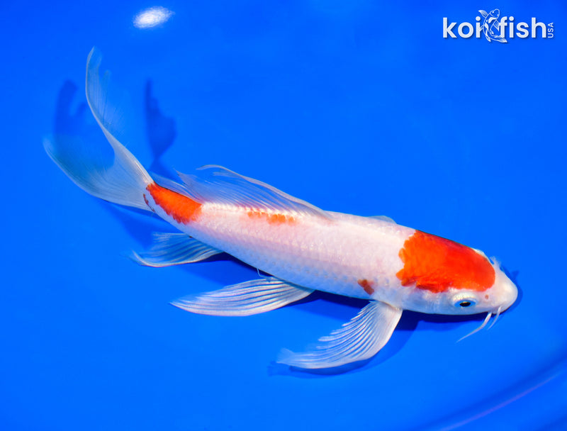 8.25" HARIWAKE BUTTERFLY