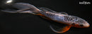 7.75" SHUSUI BUTTERFLY
