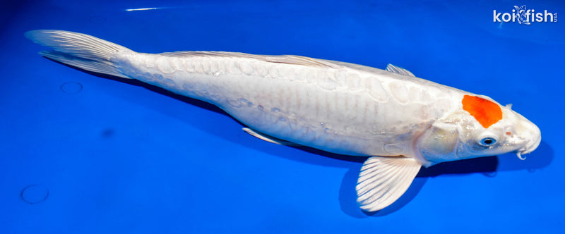 15.5" DOITSU TANCHO HARIWAKE
