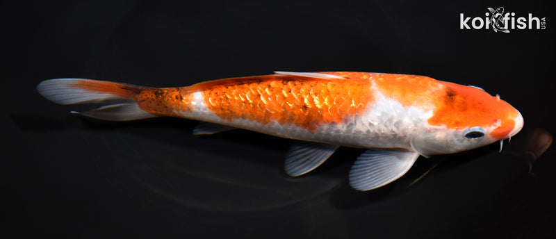 8" GINRIN GOROMO