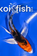 4.25" BENI KIKOKURYU BUTTERFLY