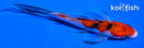 4" SANKE BUTTERFLY