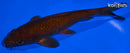 6.75" CHAGOI