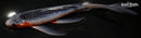 8.25" ASAGI BUTTERFLY