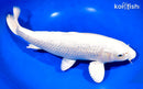 13.5" GINRIN PLATINUM OGON