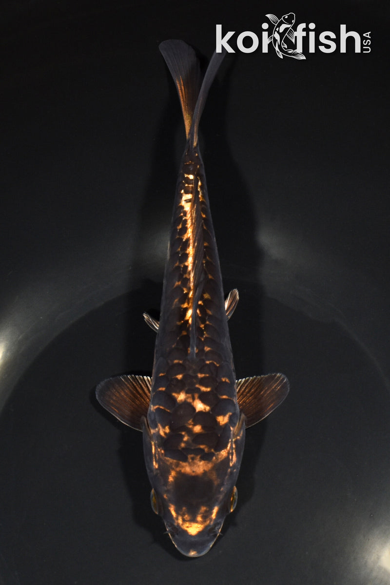 7.5" BENI KIKOKURYU