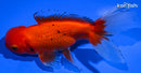 5.25" ORANDA GOLDFISH
