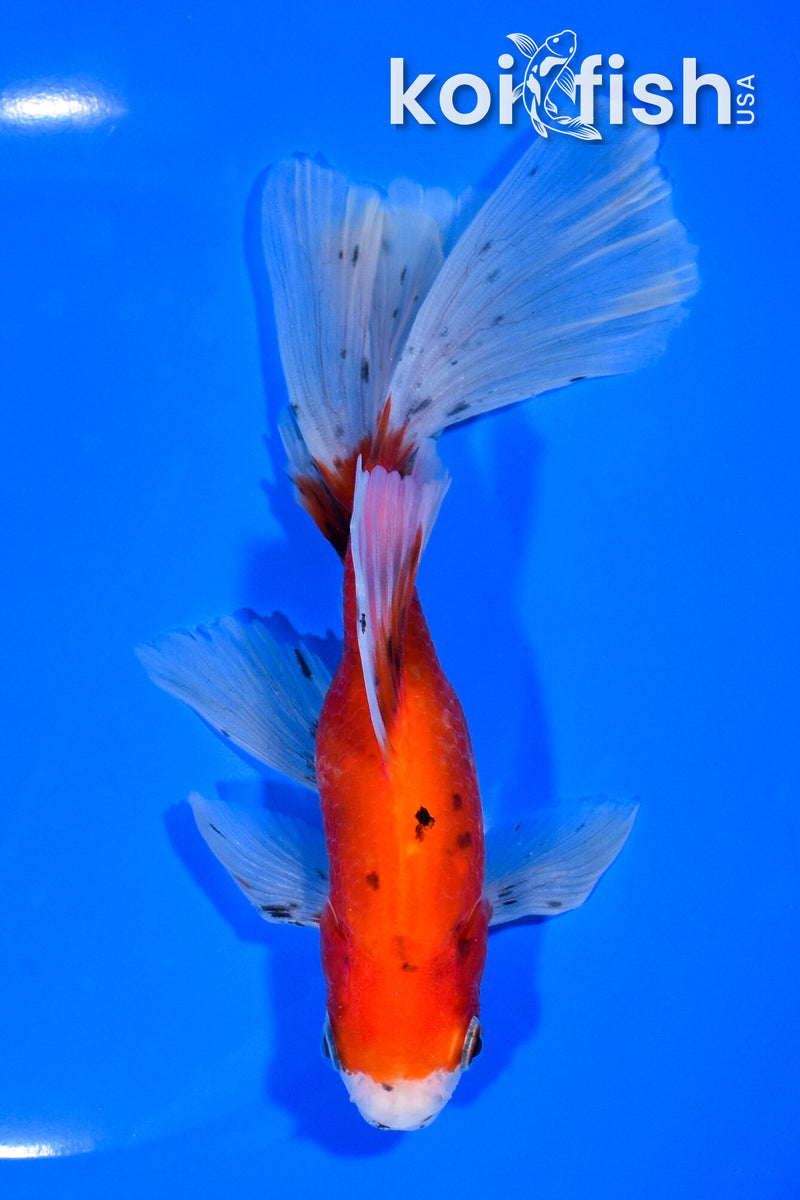 6.5" CALICO WATONAI GOLDFISH
