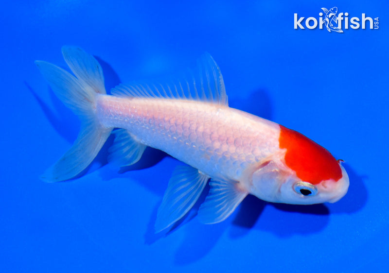 5.5" TANCHO WATONAI GOLDFISH