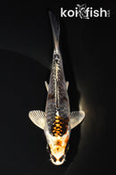 5.25" ARAGOKE KUJAKU