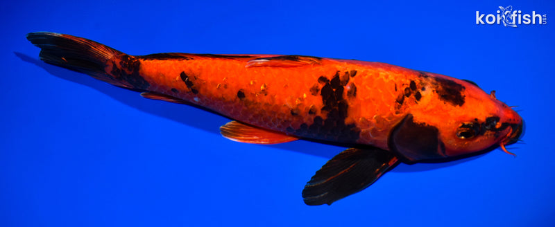 13.25" HI UTSURI