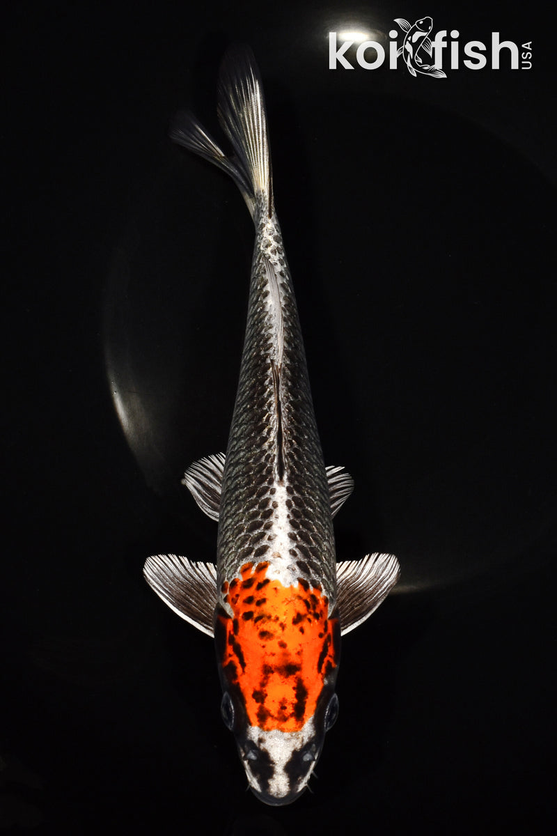 8.5" BENI GINGA